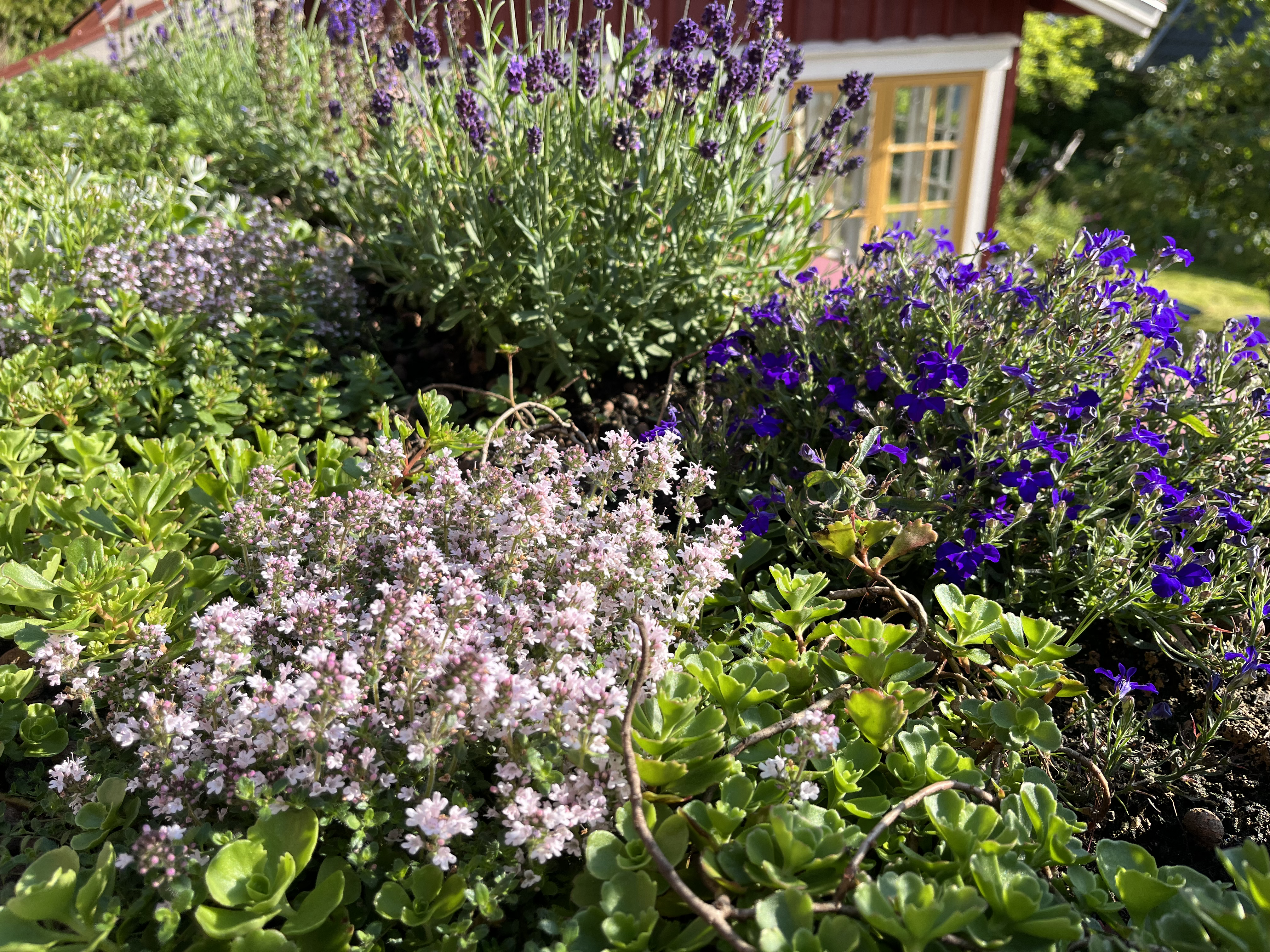 Blågrönt tak uppbyggnad steg 3.