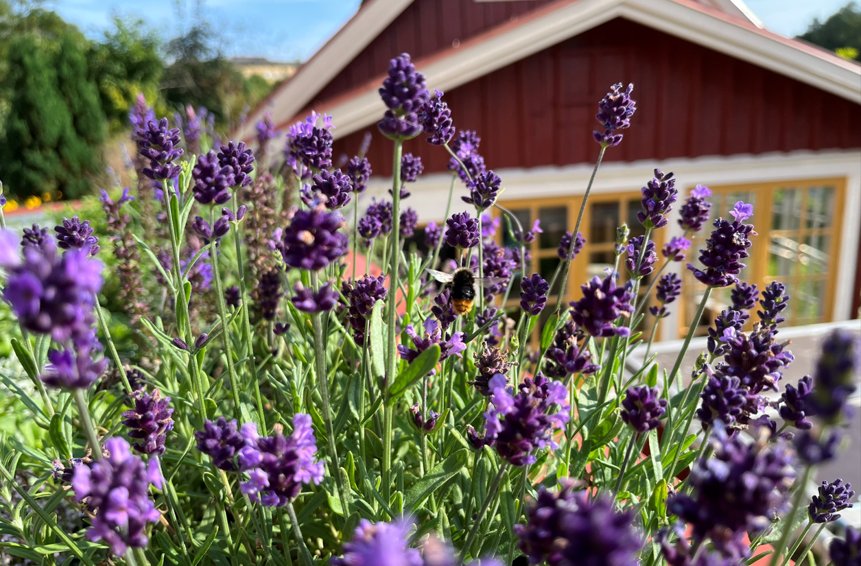 Blågrönt tak uppbyggnad steg 4.